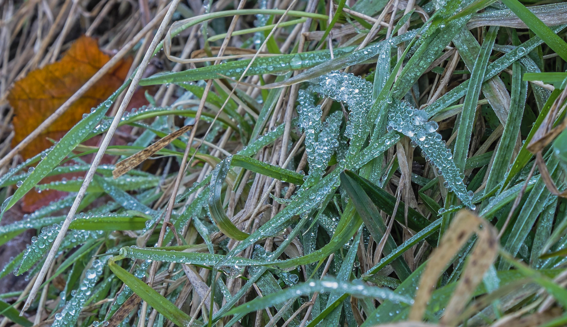 Wasser des Lebens