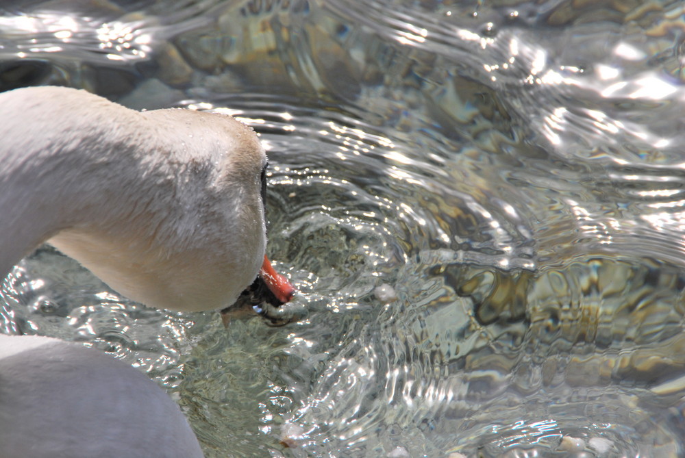 Wasser des Lebens