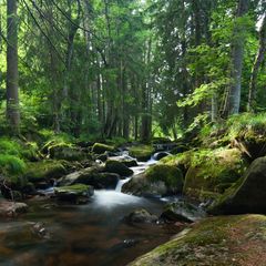 Wasser des Lebens