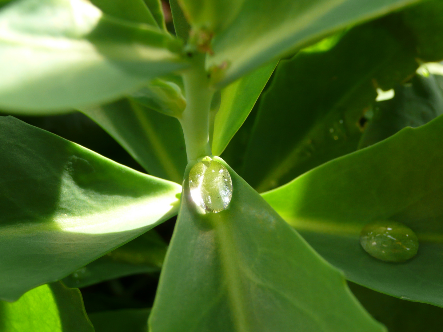 Wasser-Diamanten