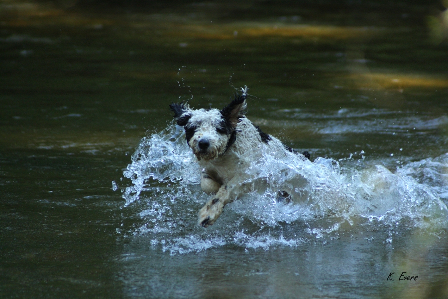 wasser-eddy