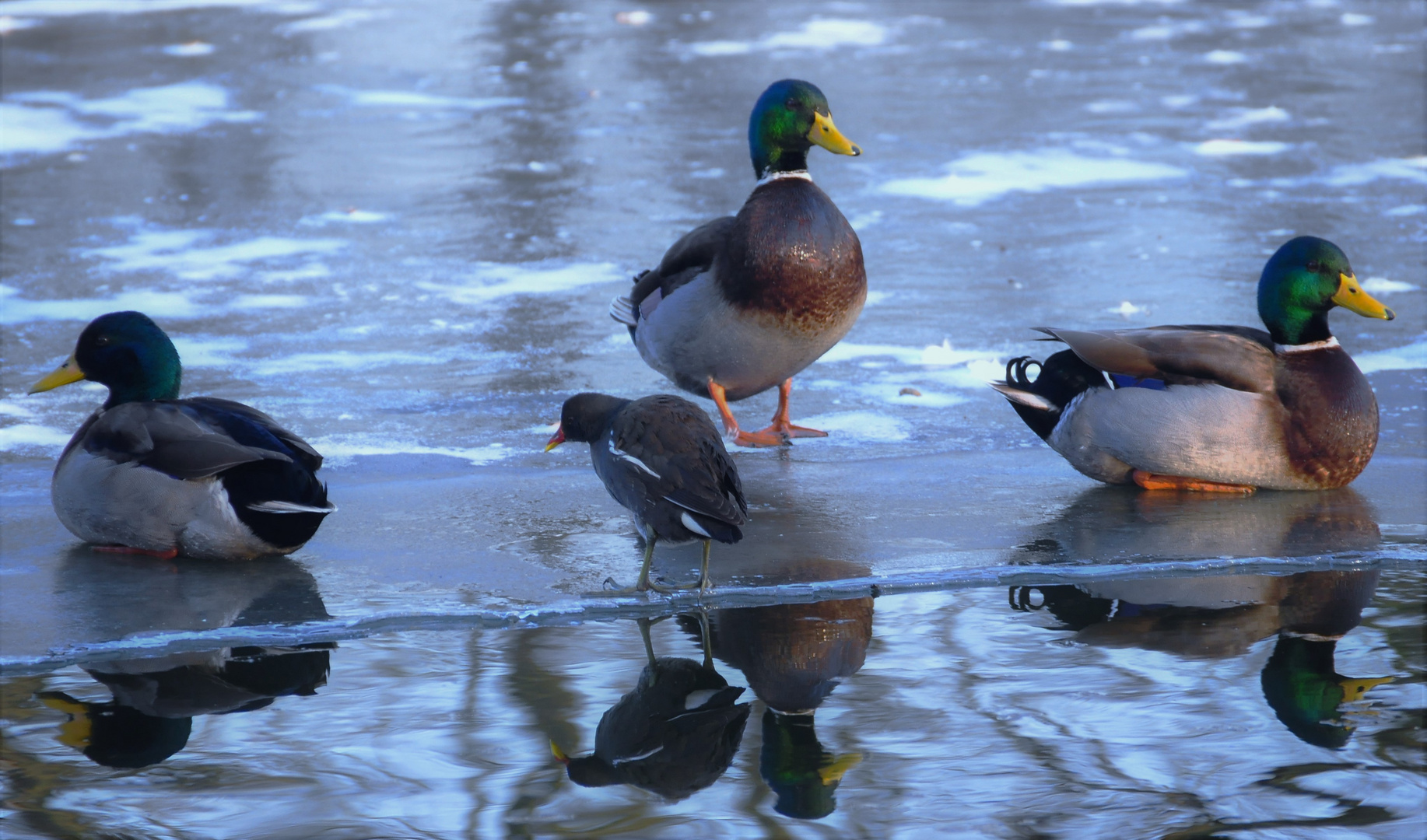 Wasser - Eis - Vögel