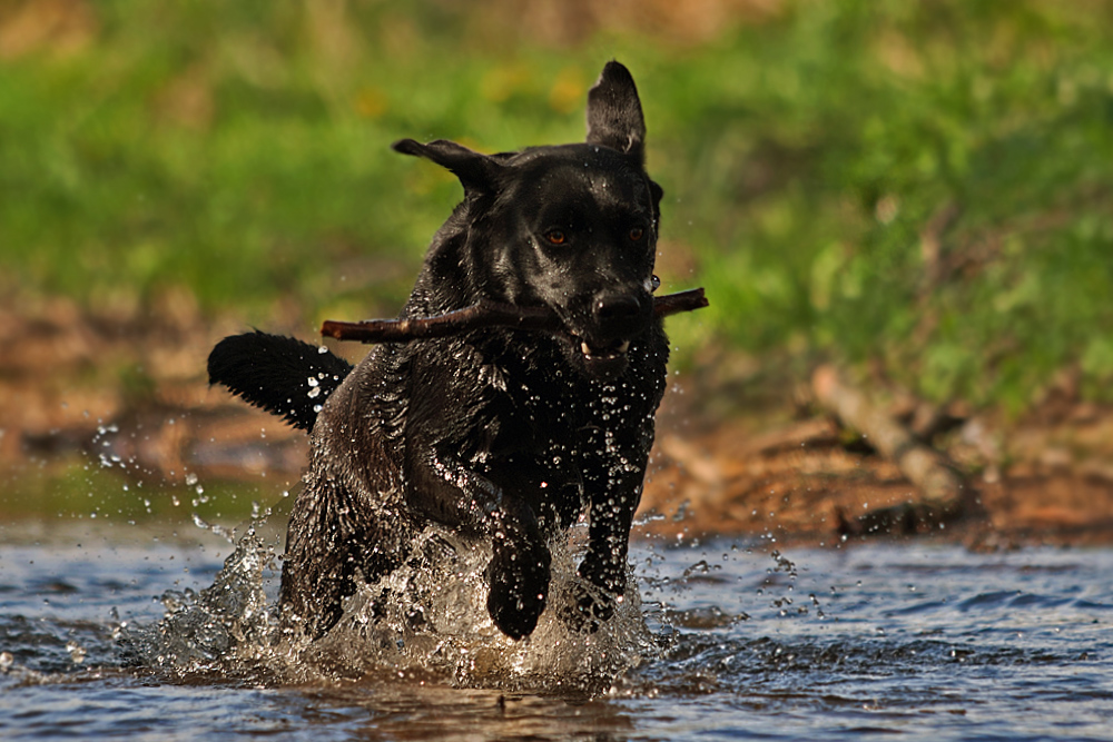 *Wasser*