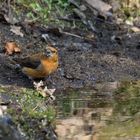 Wasser fassen? Fichtenkreuzschnabel