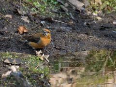 Wasser fassen? Fichtenkreuzschnabel