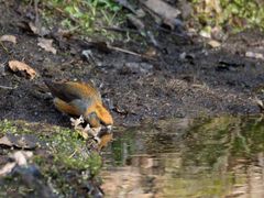 Wasser fassen! Fichtenkreuzschnabel