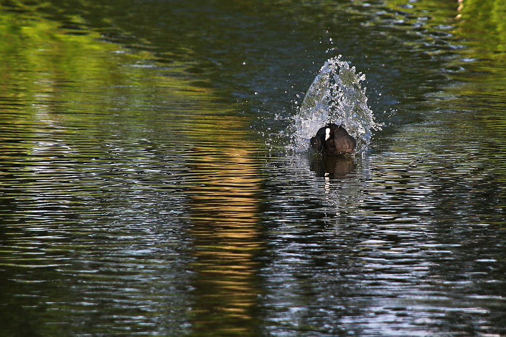 Wasser-Fontäne