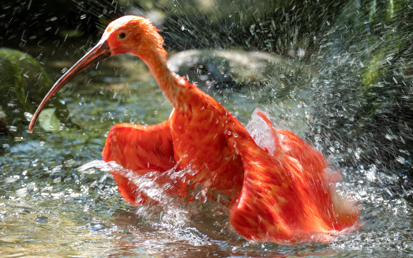 Wasser-Freude