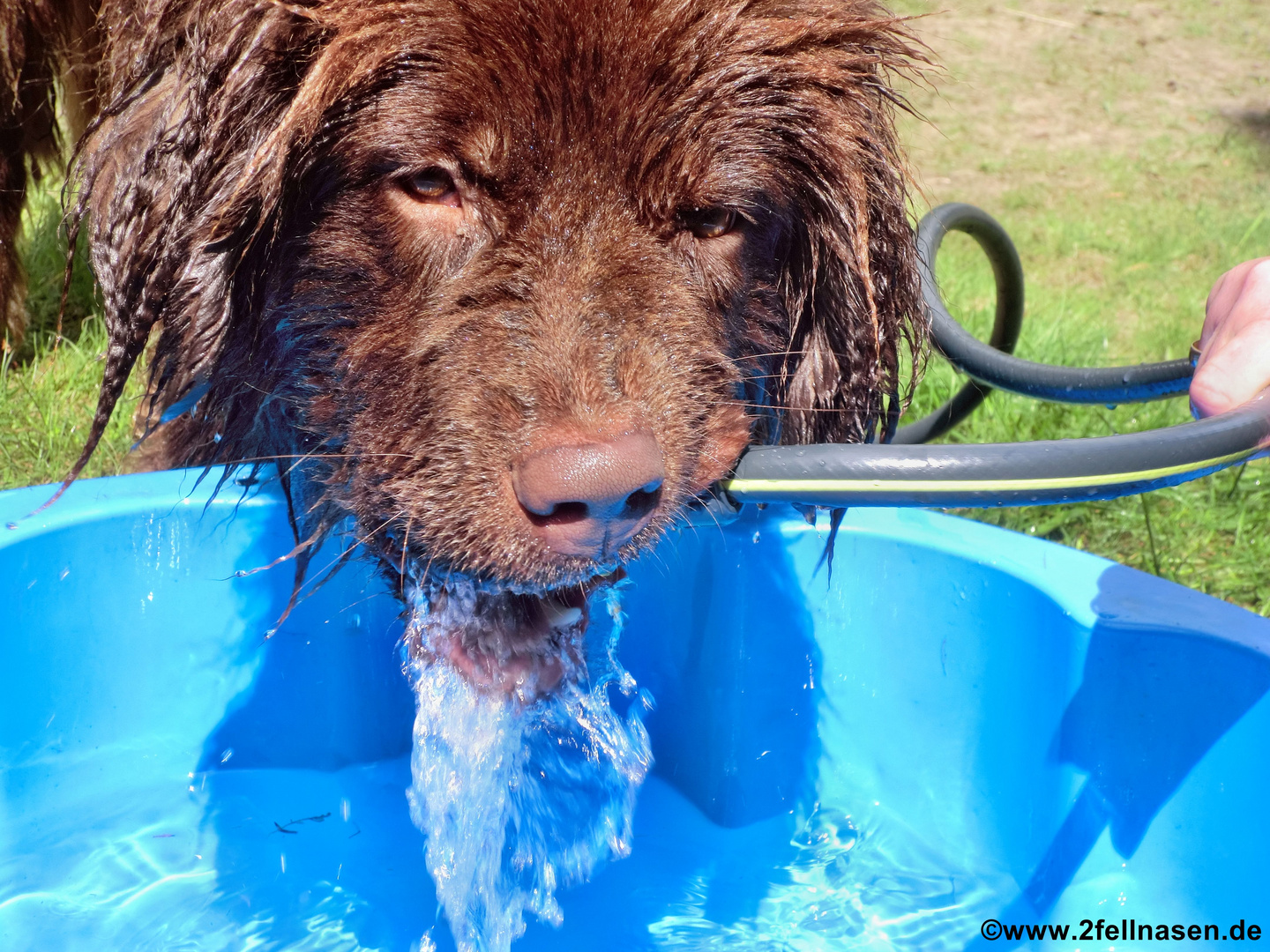 Wasser frisch ab Schlauch