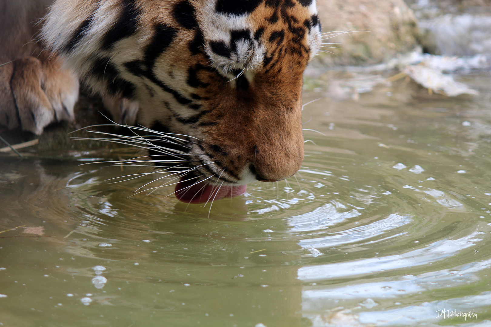 Wasser für die Katz