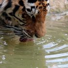 Wasser für die Katz