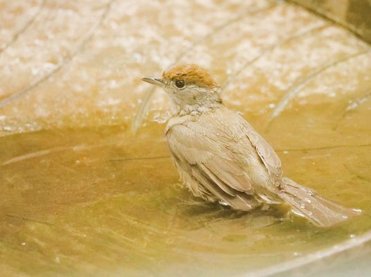 Wasser für die Tiere
