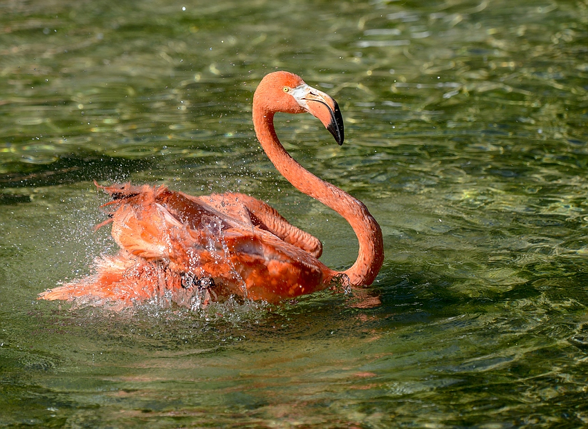 Wasser genug