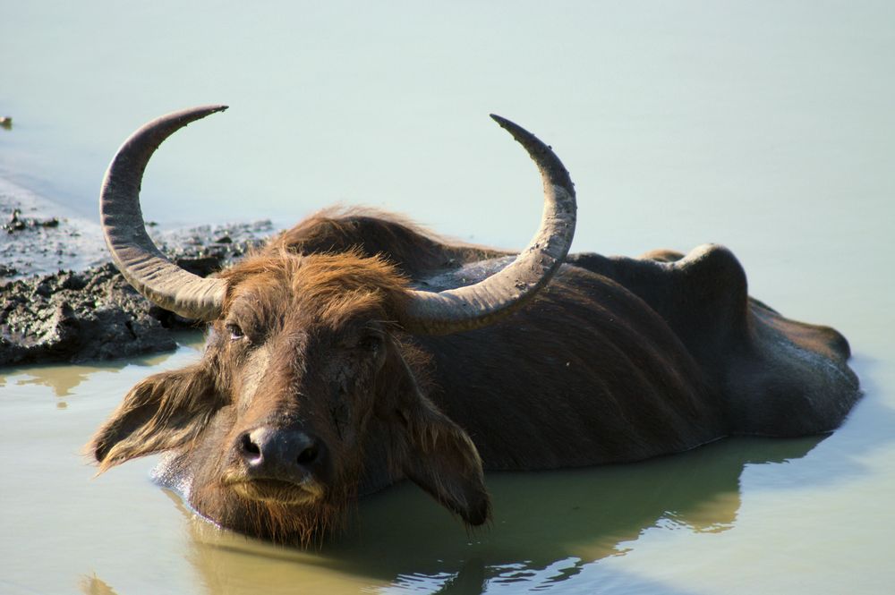 Wasser gibt es noch - Futter kaum