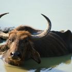 Wasser gibt es noch - Futter kaum