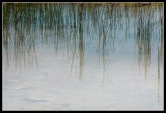 Wasser & Gras III