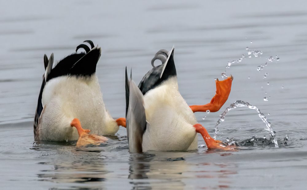 wasser gymnastik