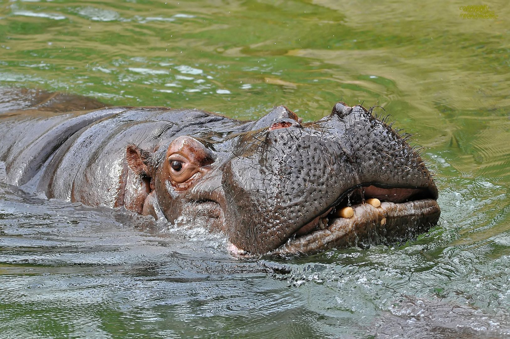 Wasser Hippo