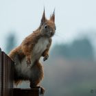 Wasser-Hörnchen......