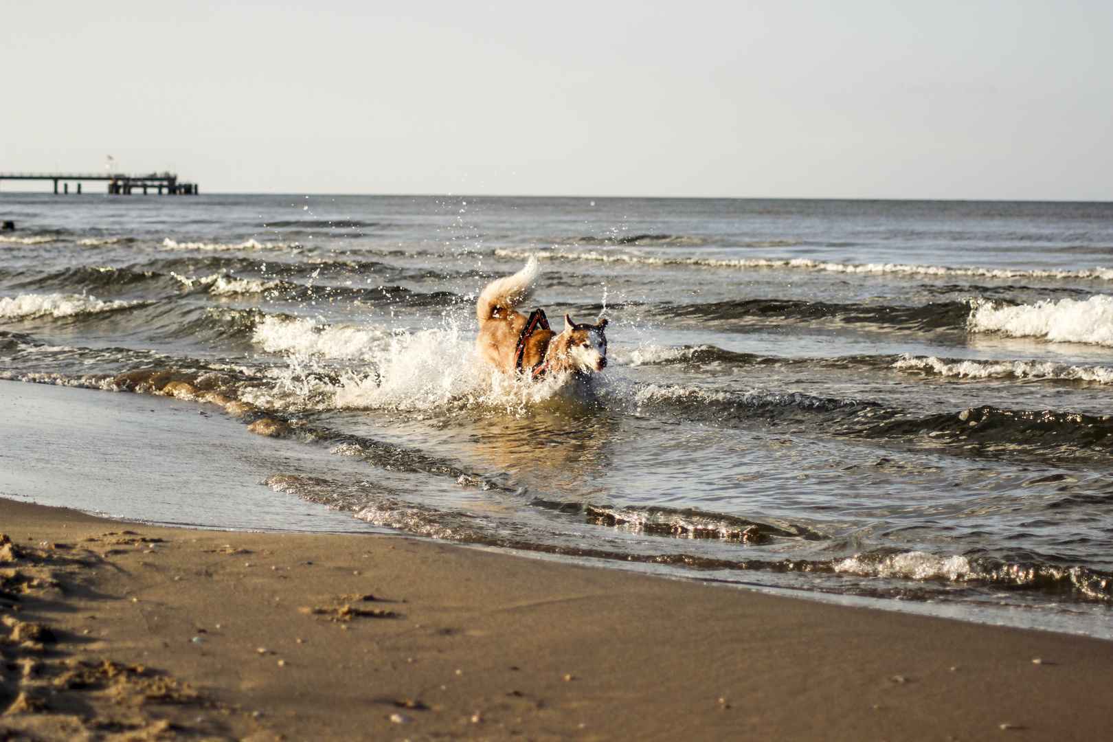 Wasser Hund