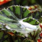 Wasser im Blatt