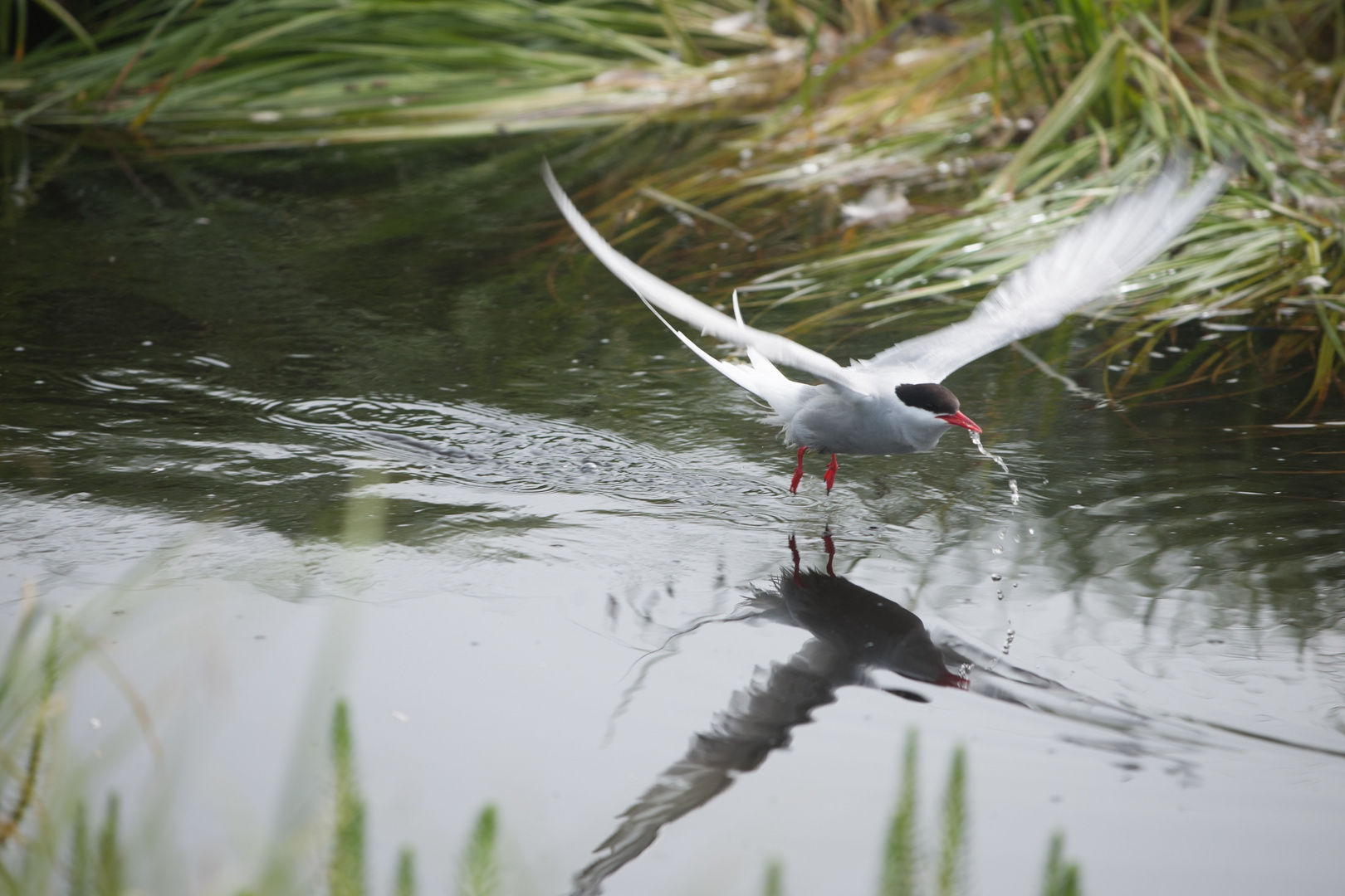 Wasser im Flug