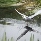 Wasser im Flug