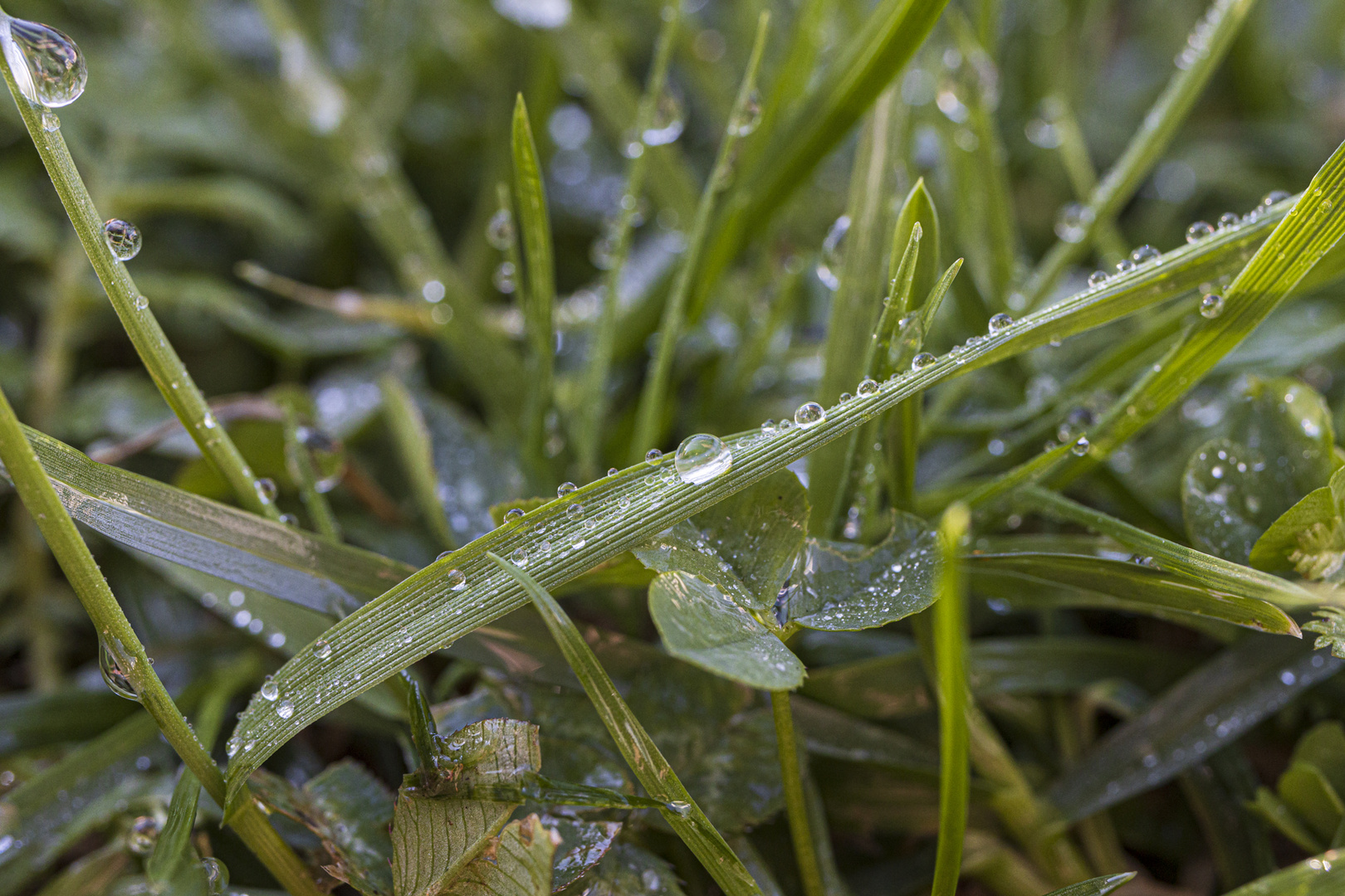 Wasser im Gras-2277