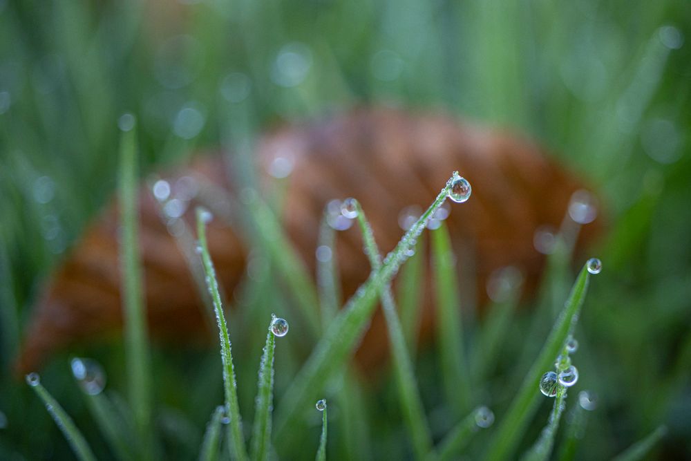 Wasser im Gras-2280