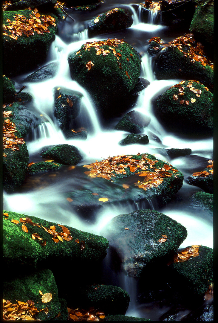 Wasser im Herbstlaub