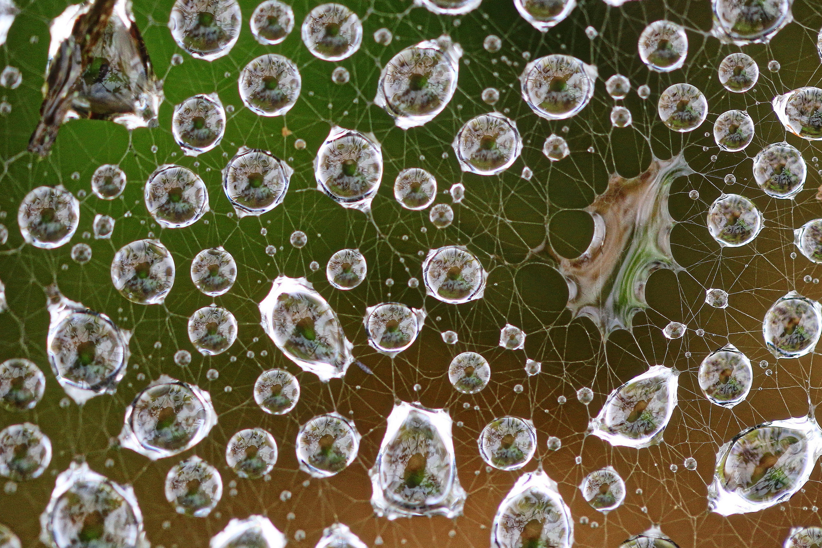 Wasser im Netz - so schön kann es aussehen.