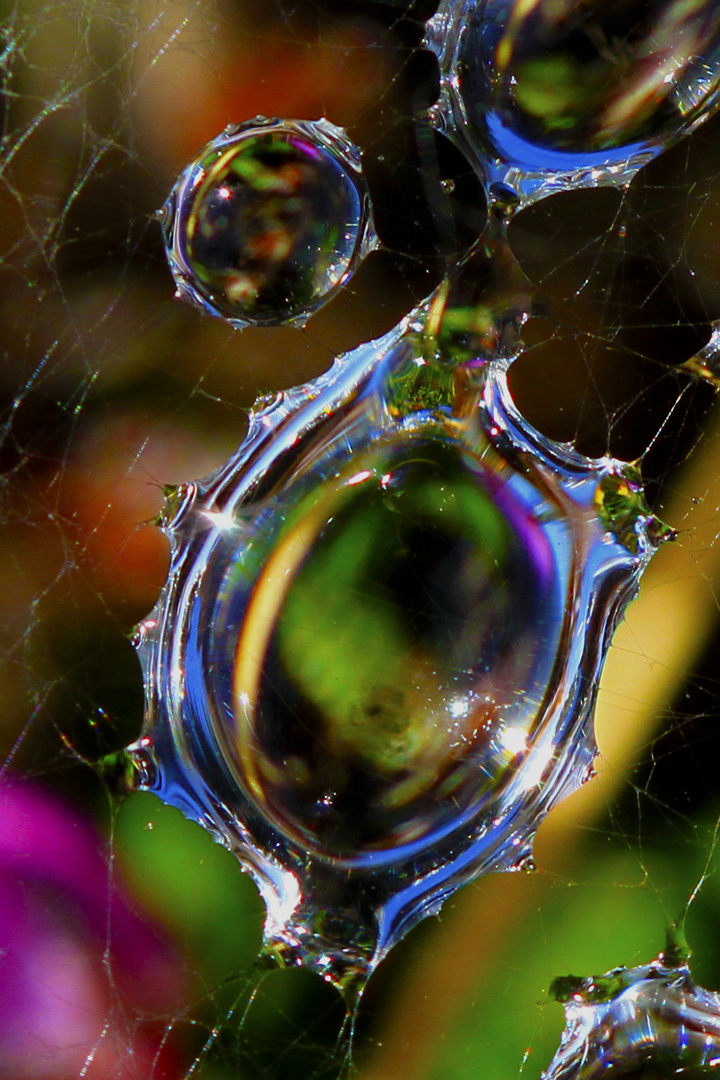 Wasser im Spinnennetz