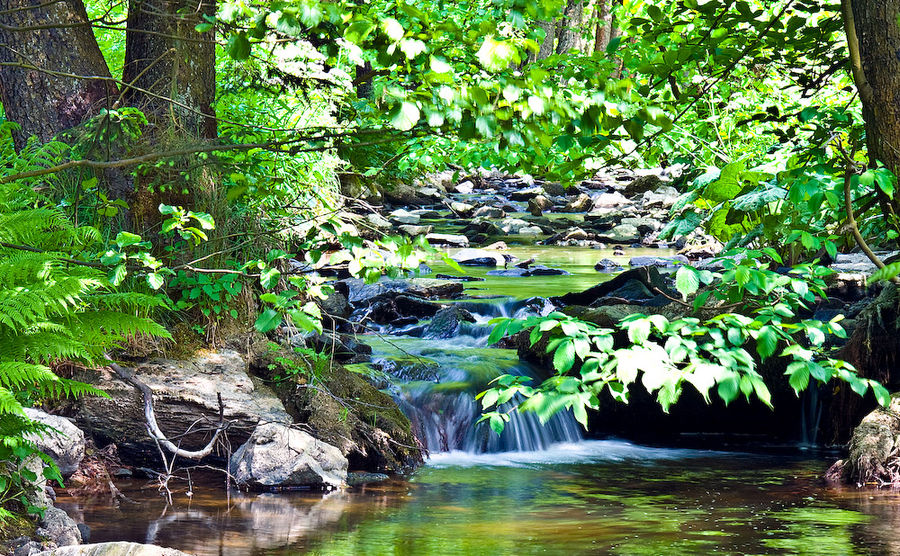 Wasser im Wald