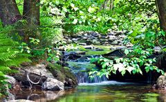 Wasser im Wald