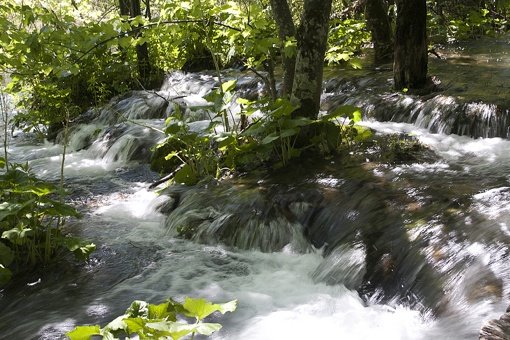 Wasser im Wald