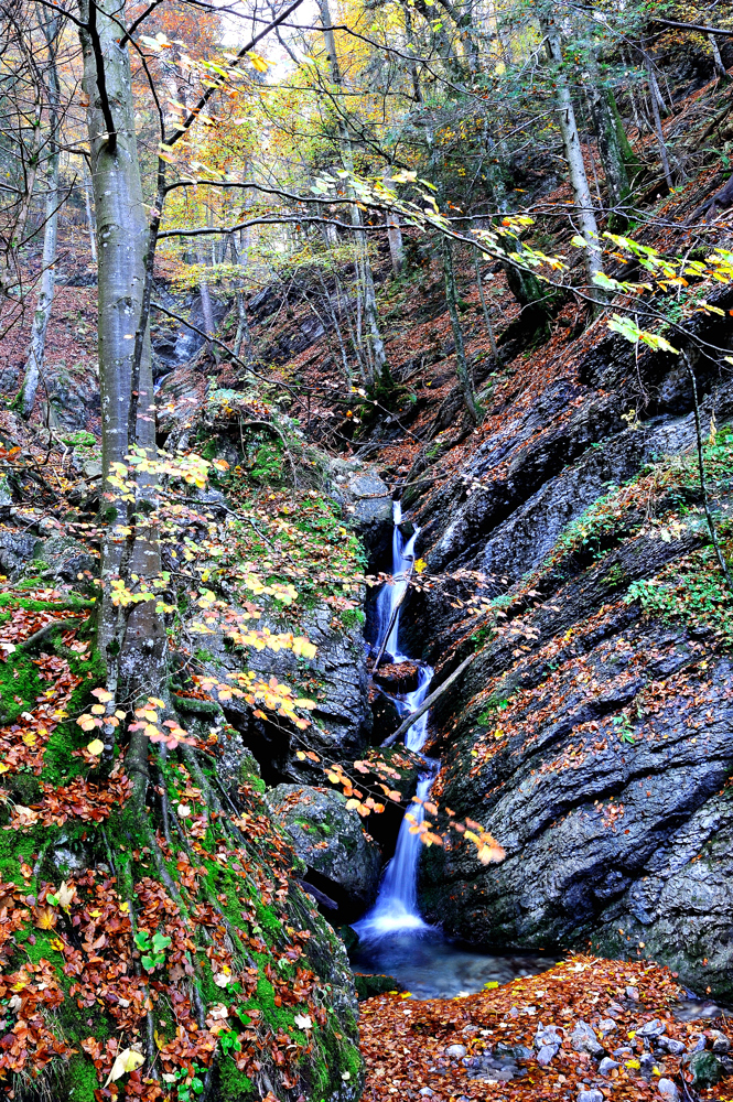 Wasser im Wald