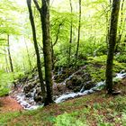 Wasser im Wald- Plitvicer Seen