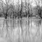 Wasser in den Illwiesen