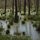 Wasser in Ermland- Masuren - Sumpfgebiet