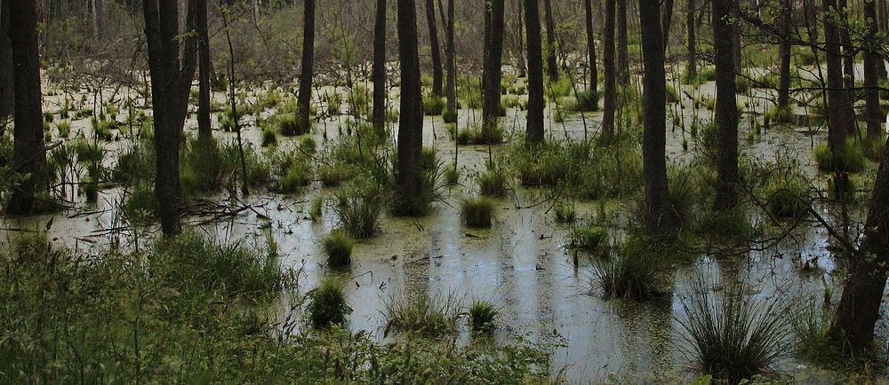 Wasser in Ermland- Masuren - Sumpfgebiet