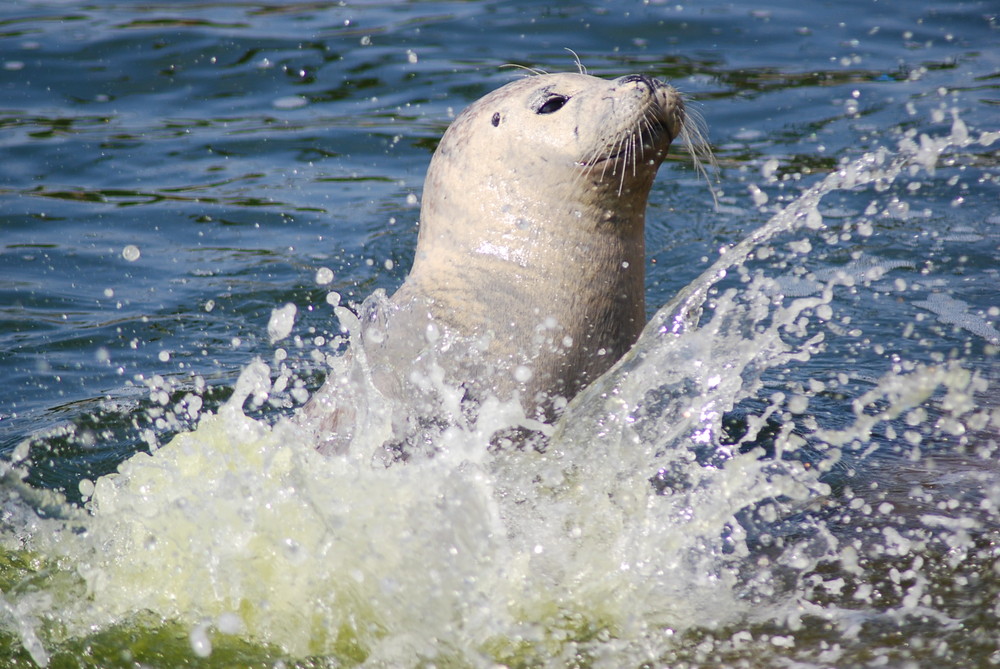 Wasser ist doch mein Element!