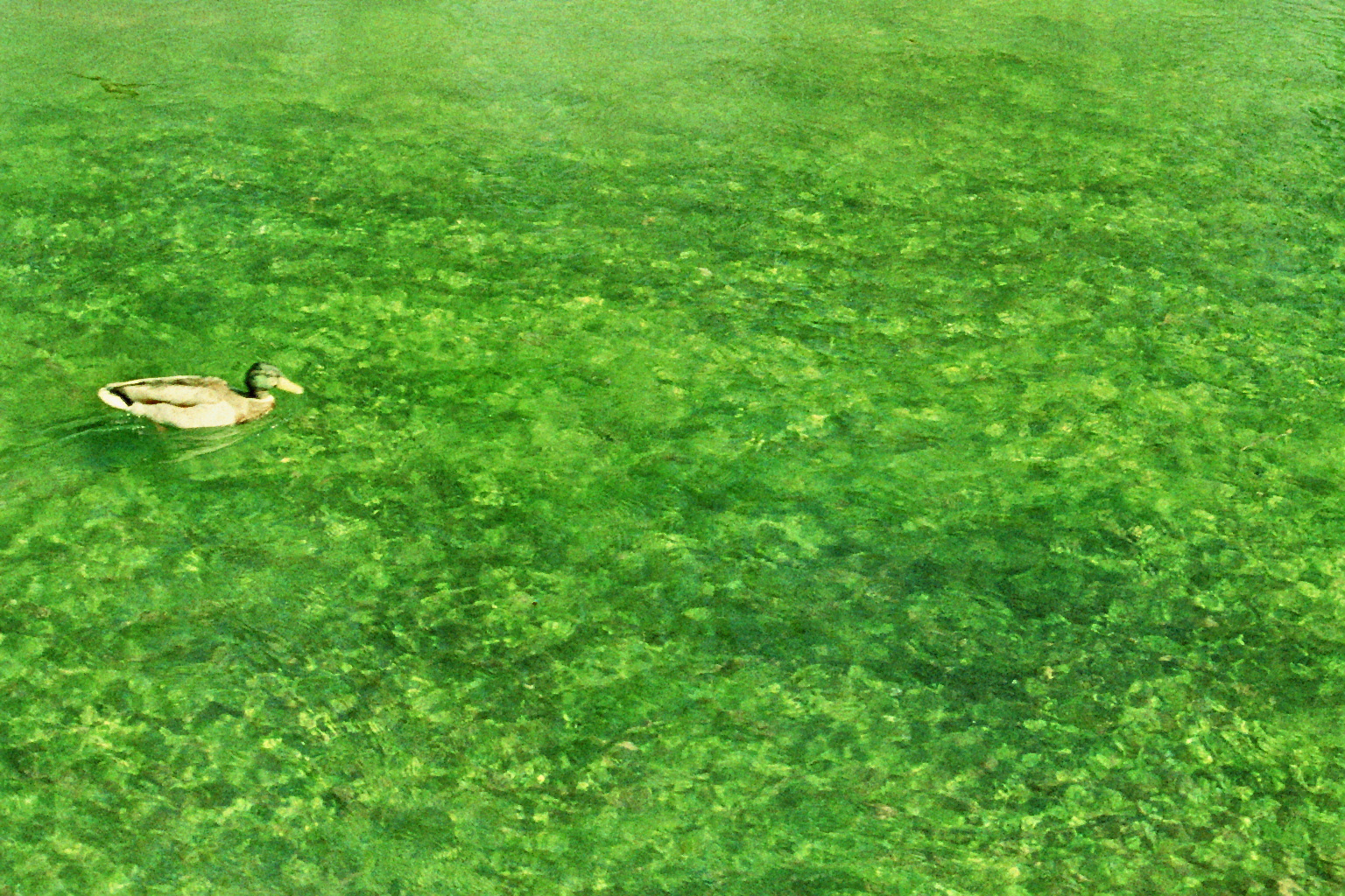 Wasser ist grün?