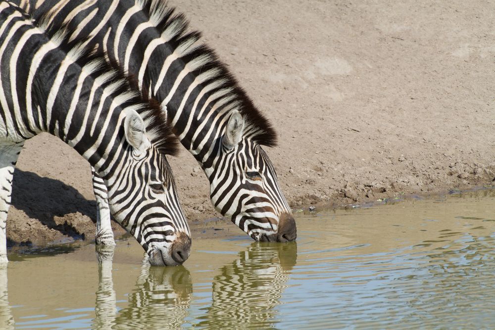 Wasser ist Leben