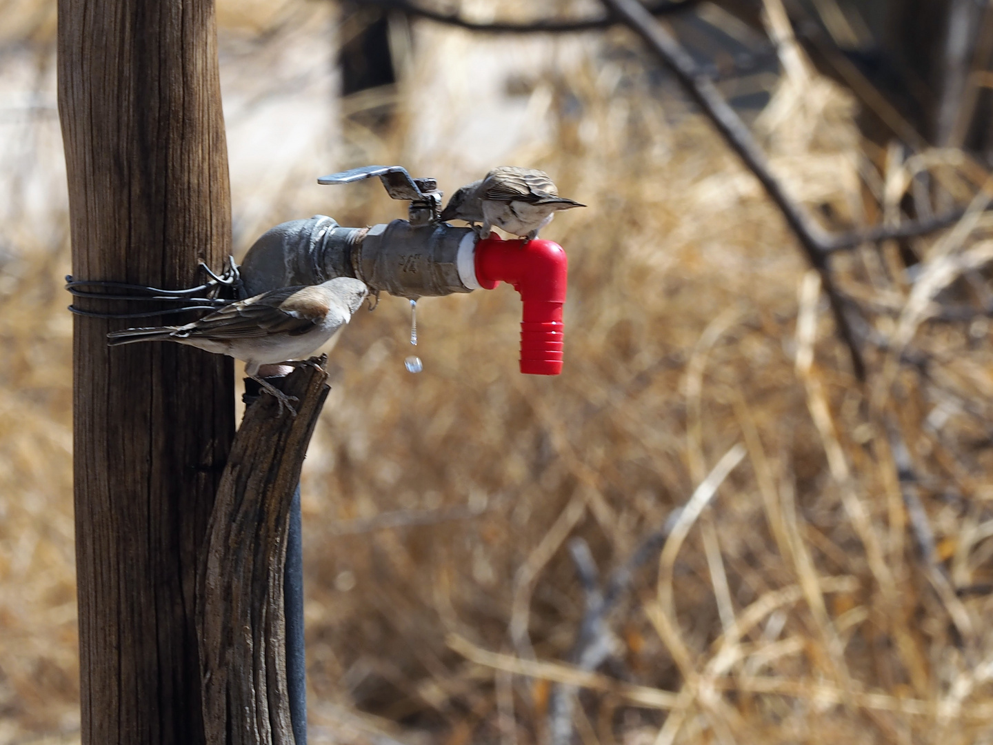 Wasser ist Leben