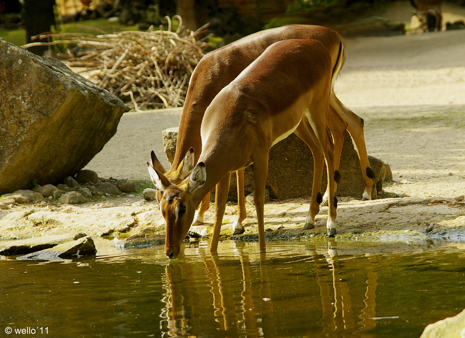 Wasser ist Leben