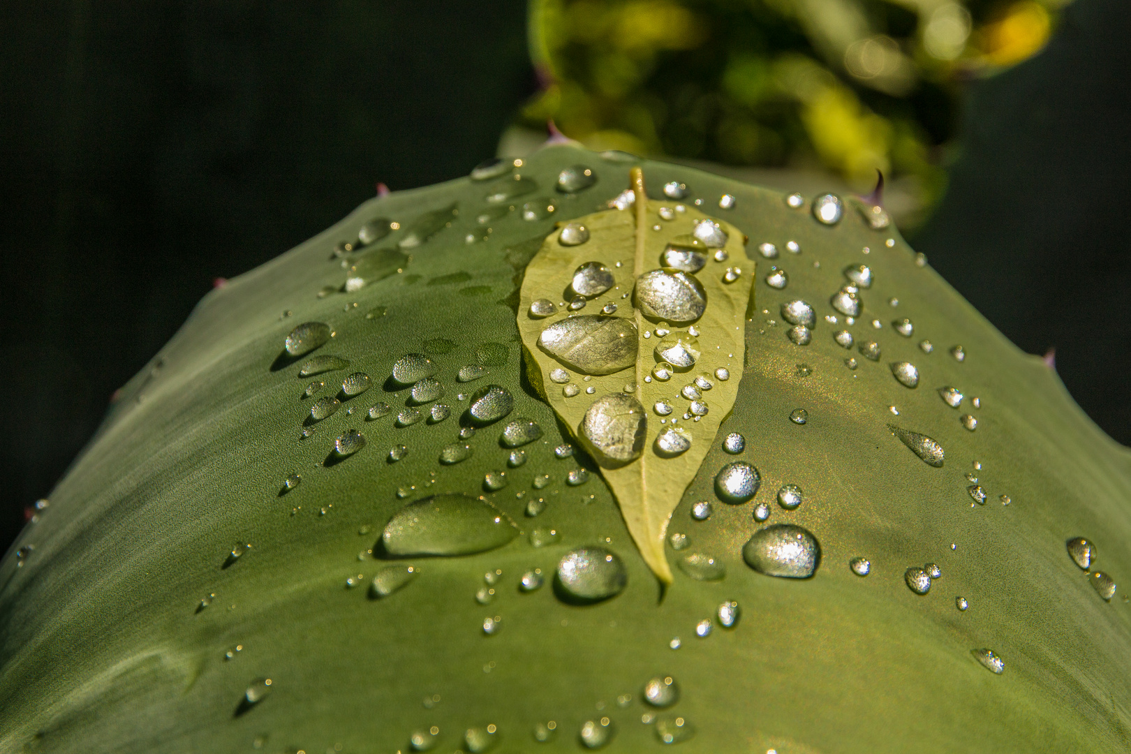 Wasser ist leben