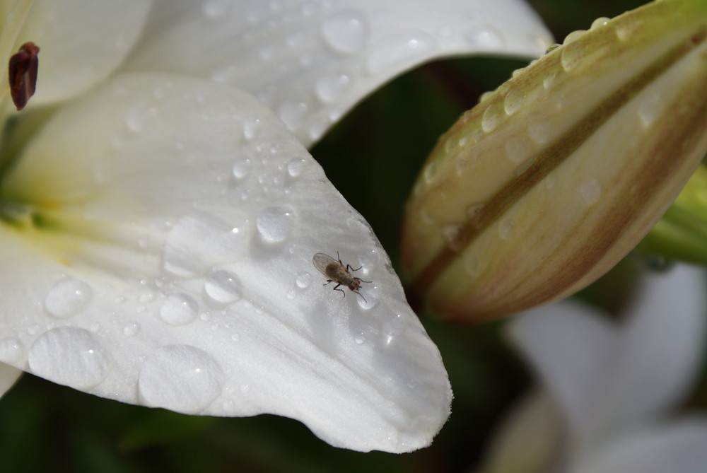 Wasser ist Leben ,oder die kleine Fliege beim Trinken