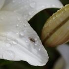 Wasser ist Leben ,oder die kleine Fliege beim Trinken