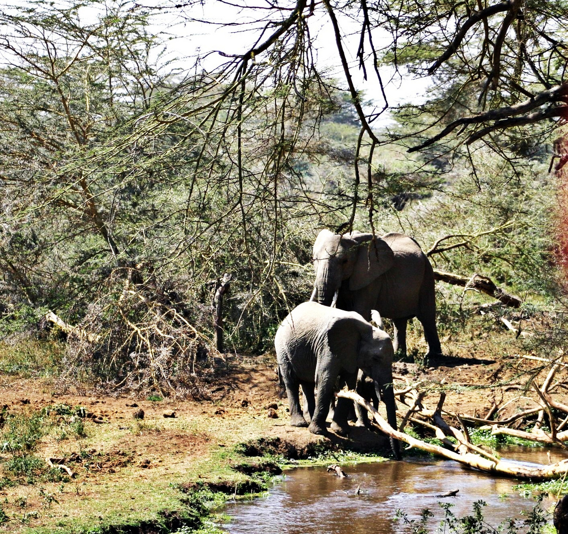 Wasser ist nötig, Kenia 2005