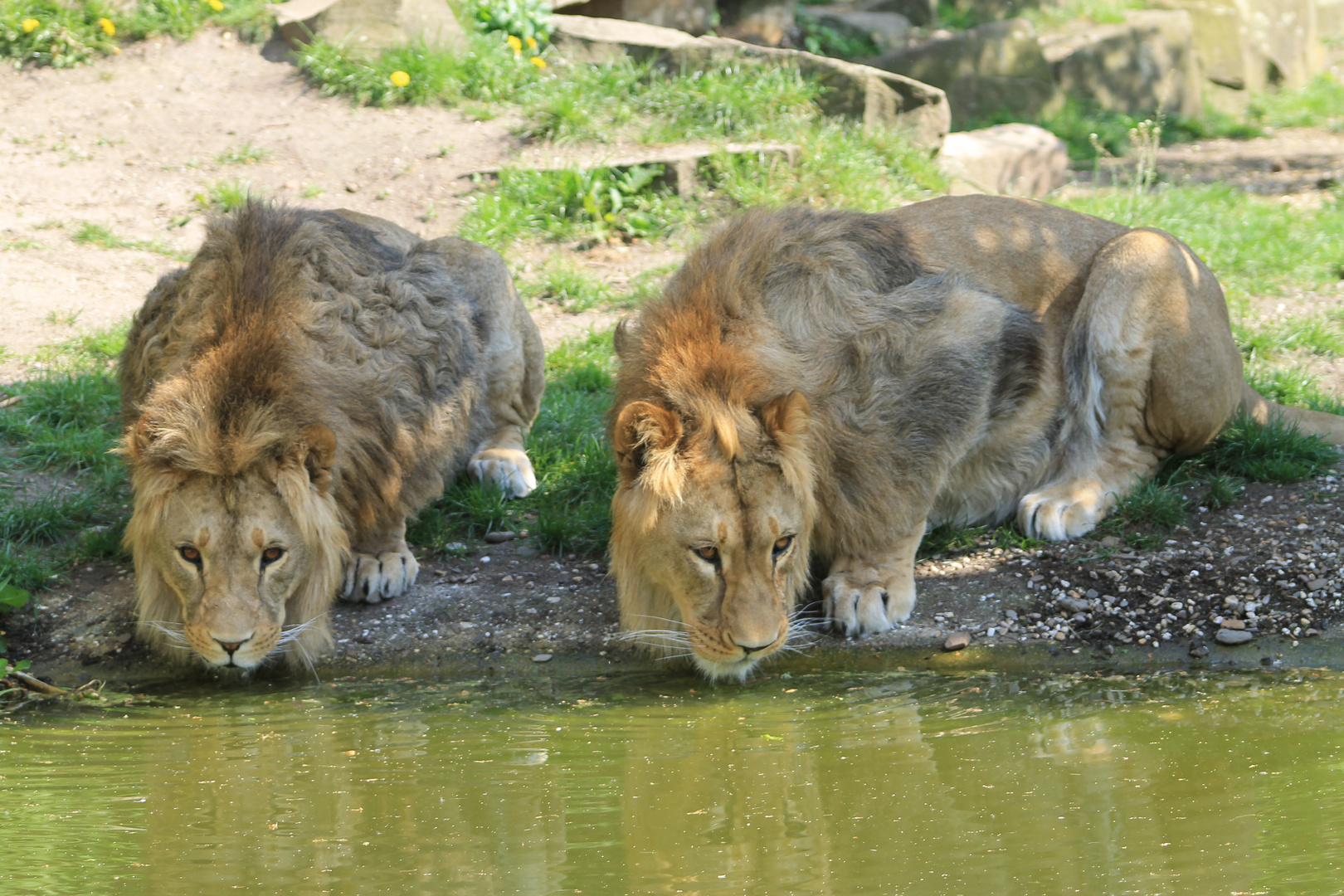 Wasser ist zum Saufen da ...